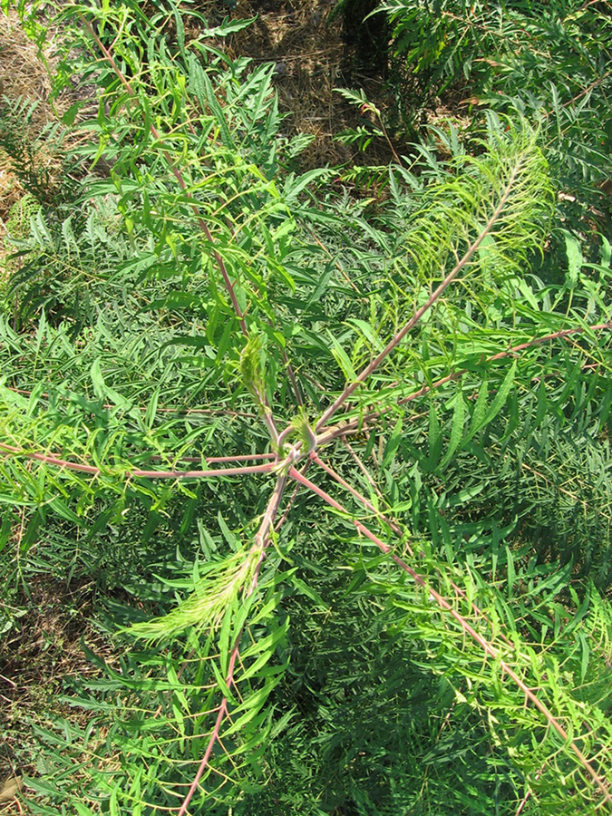 Изображение особи Rhus typhina f. laciniata.