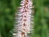 Veronicastrum sibiricum