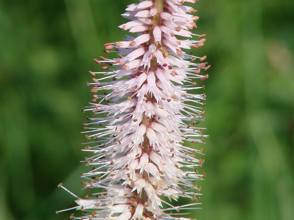 Изображение особи Veronicastrum sibiricum.