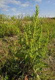 Rumex maritimus