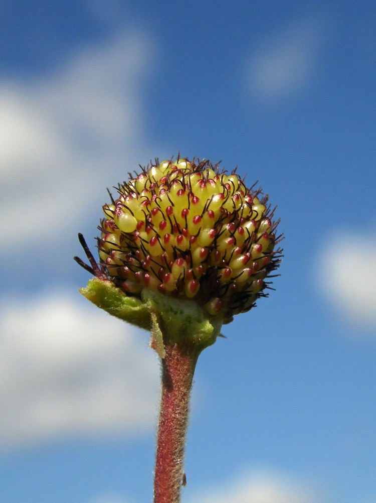 Image of Comarum palustre specimen.