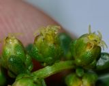 Artemisia monosperma
