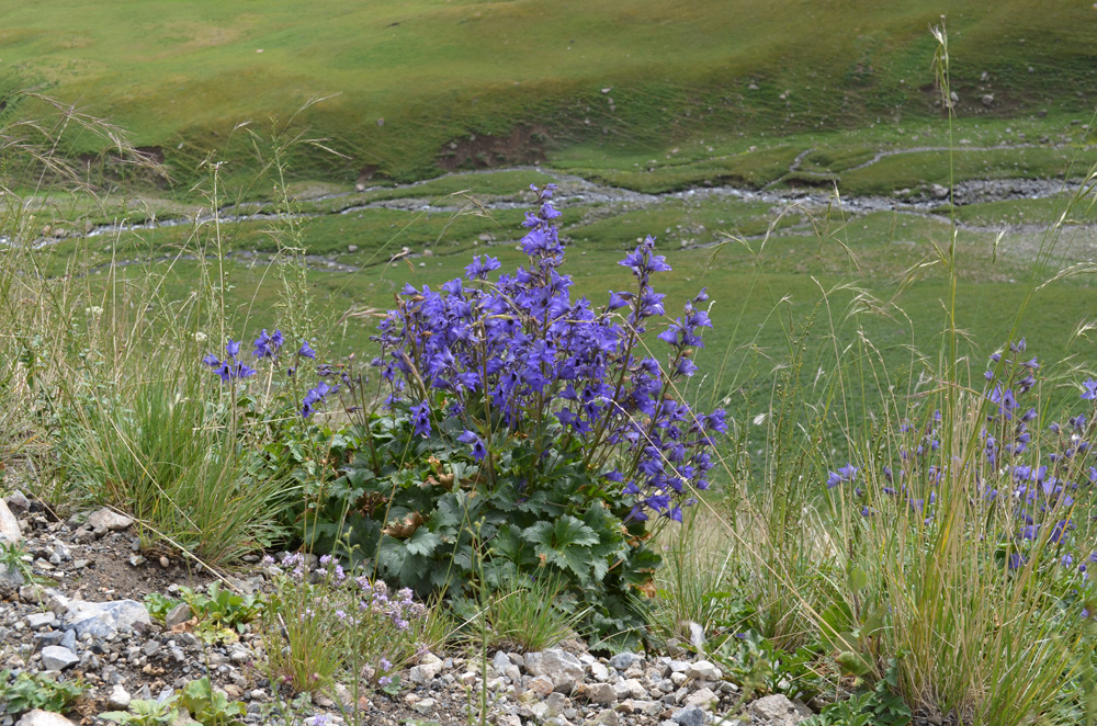 Image of genus Delphinium specimen.