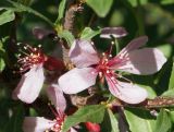 Image of taxon representative. Author is Тамара Риб
