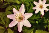 Anemone nemorosa