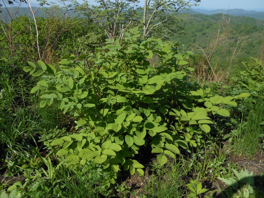 Image of Aralia continentalis specimen.