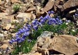 Campanula dasyantha. Цветущие растения. Тува, Тоджинский р-н, долина р. Аржаан-Хем, каменистый склон (выс. около 1700 м н.у.м.). 08.07.2015.