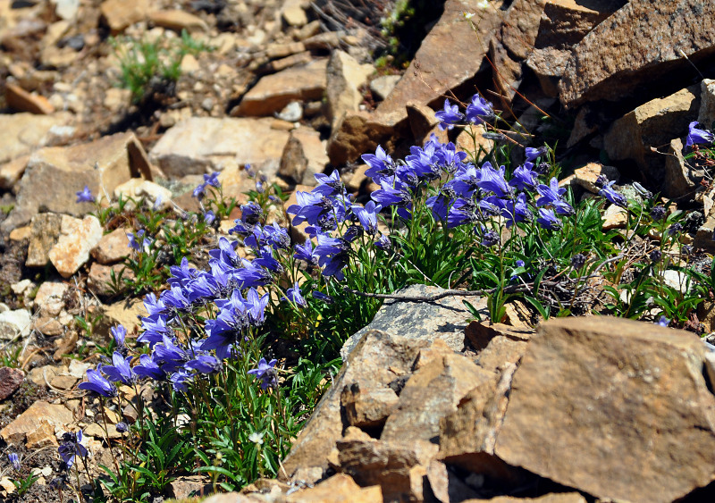 Изображение особи Campanula dasyantha.