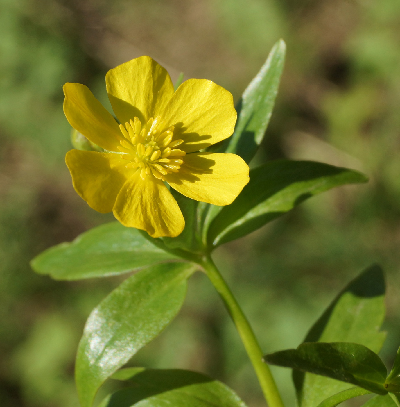 Изображение особи Ranunculus krylovii.