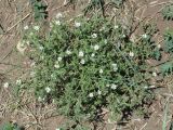 Stellaria dichotoma