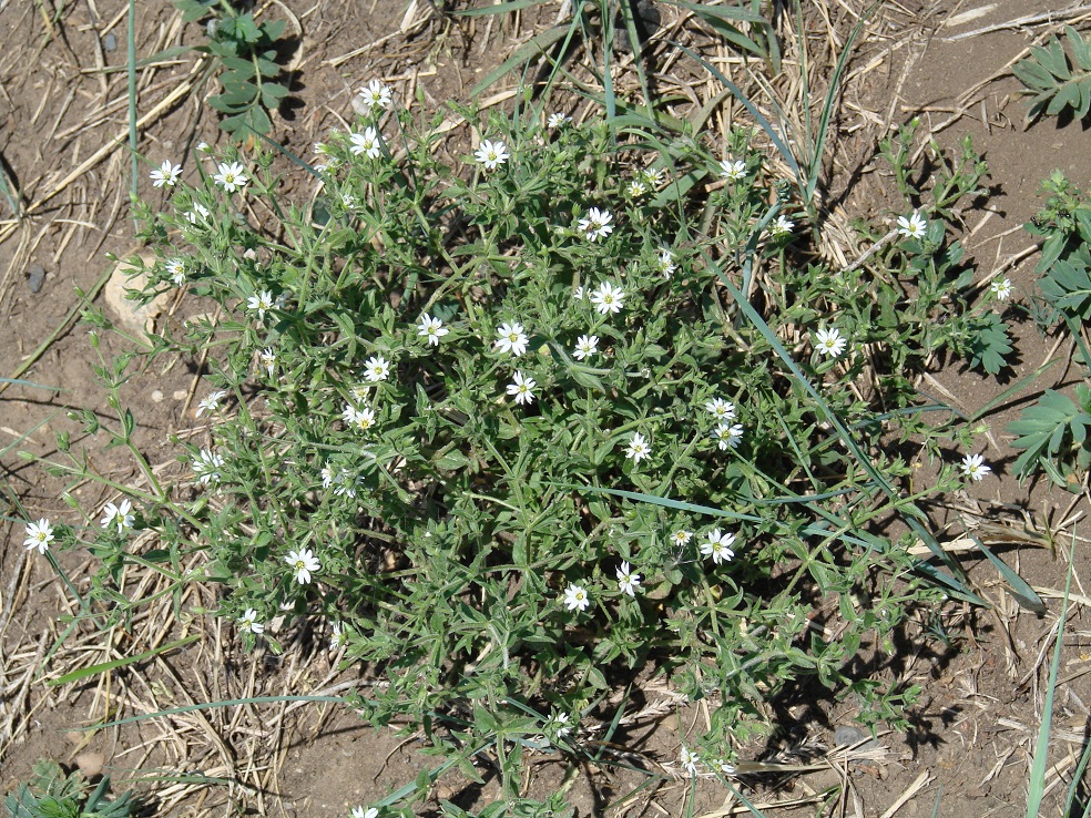 Image of Stellaria dichotoma specimen.