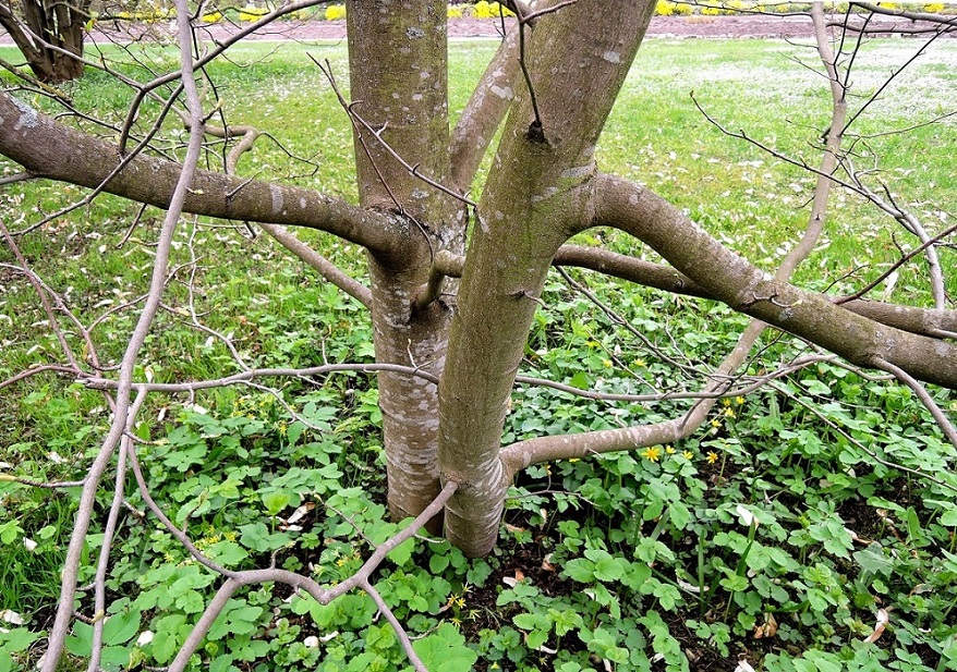 Image of Magnolia × kewensis specimen.