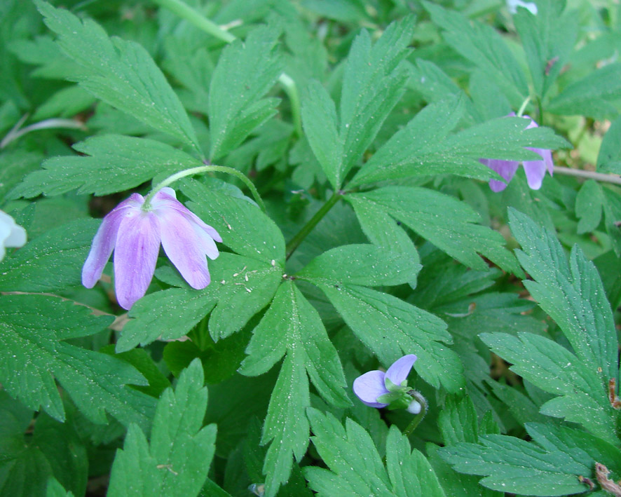 Изображение особи Anemone nemorosa.