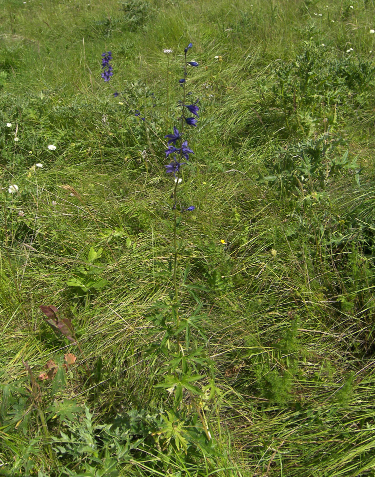 Изображение особи Delphinium flexuosum.