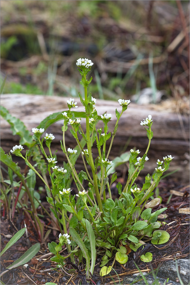 Image of Cochlearia arctica specimen.