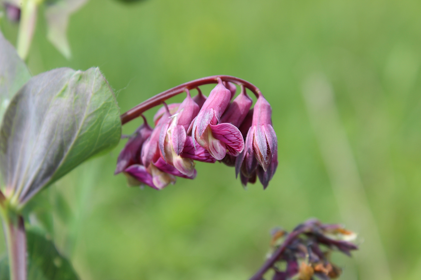 Изображение особи Lathyrus pisiformis.