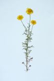 Anthemis tinctoria. Цветущее растение. Республика Молдова, пригород Кишинёва. 17 июня 2009 г.