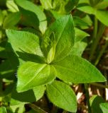 Asperula caucasica