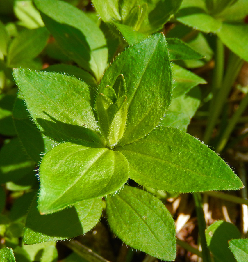 Image of Asperula caucasica specimen.