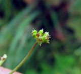 Hydrocotyle ramiflora