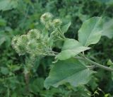 Arctium leiospermum