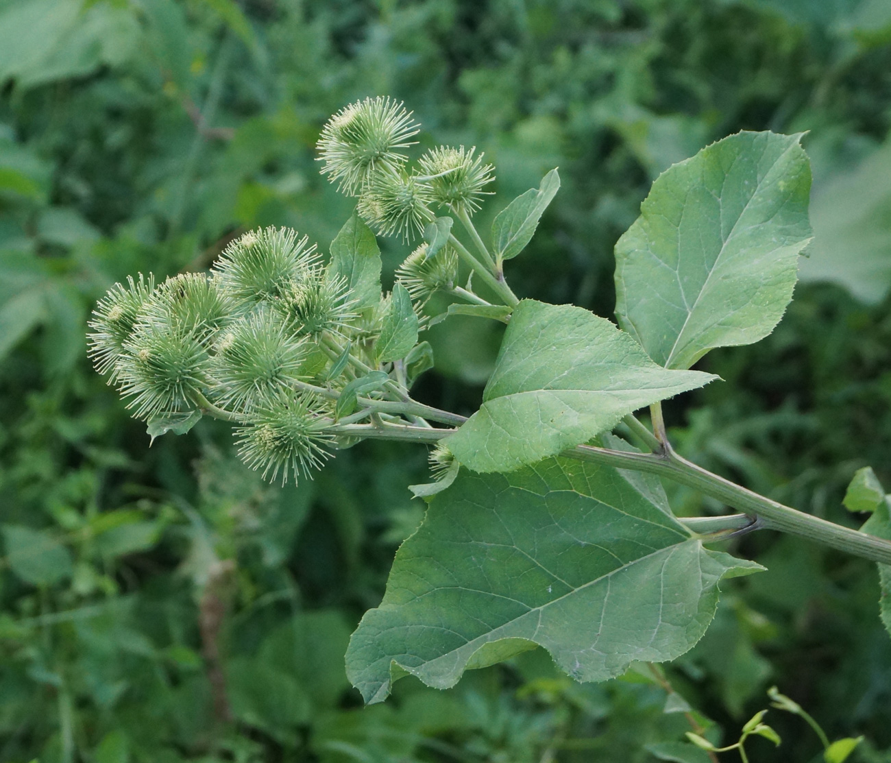 Изображение особи Arctium leiospermum.