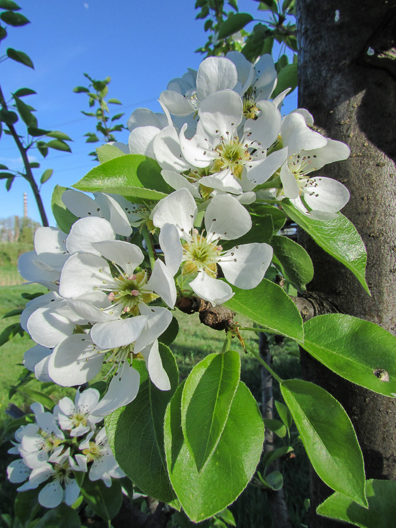 Image of Pyrus communis specimen.