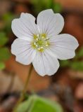 Oxalis acetosella