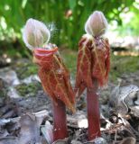 Sinopodophyllum hexandrum