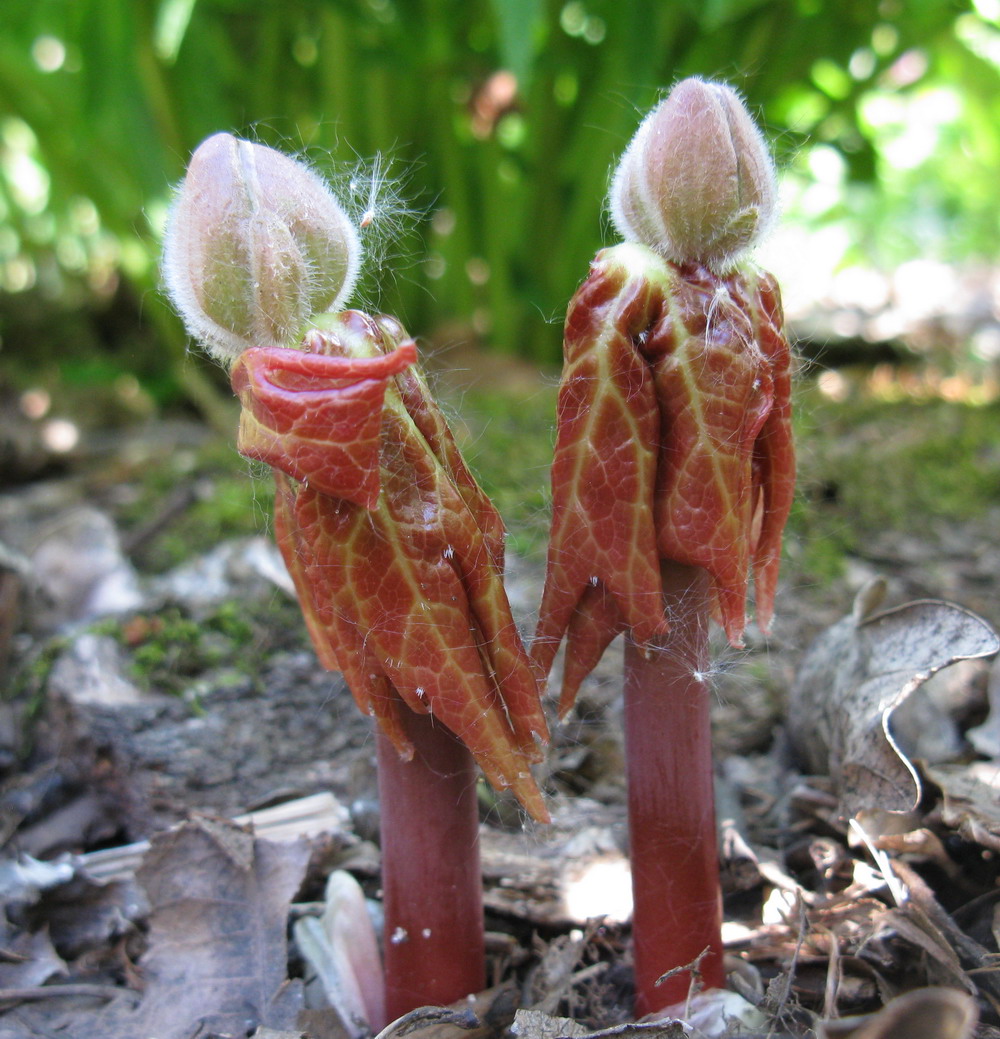 Изображение особи Sinopodophyllum hexandrum.