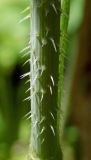 Physocaulis nodosus