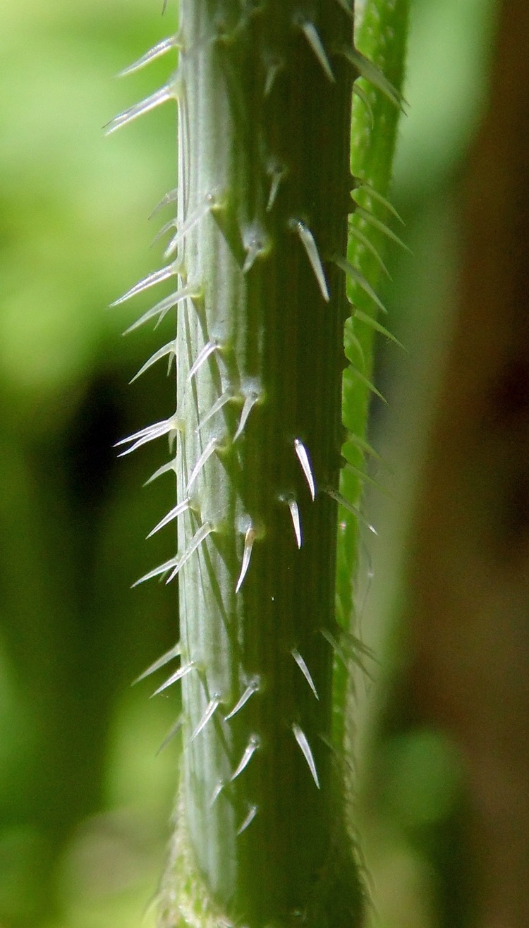 Image of Physocaulis nodosus specimen.