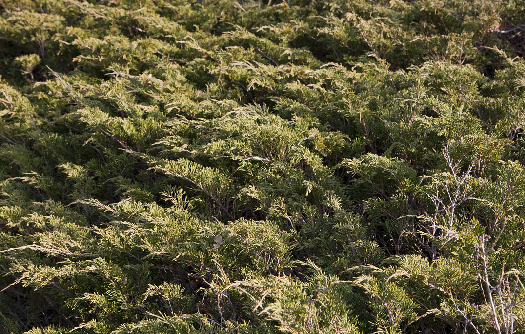 Изображение особи Juniperus sabina.