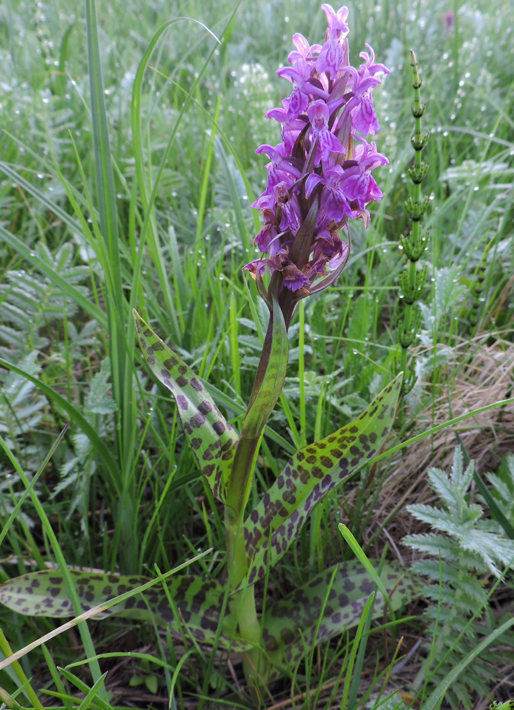 Изображение особи Dactylorhiza majalis.