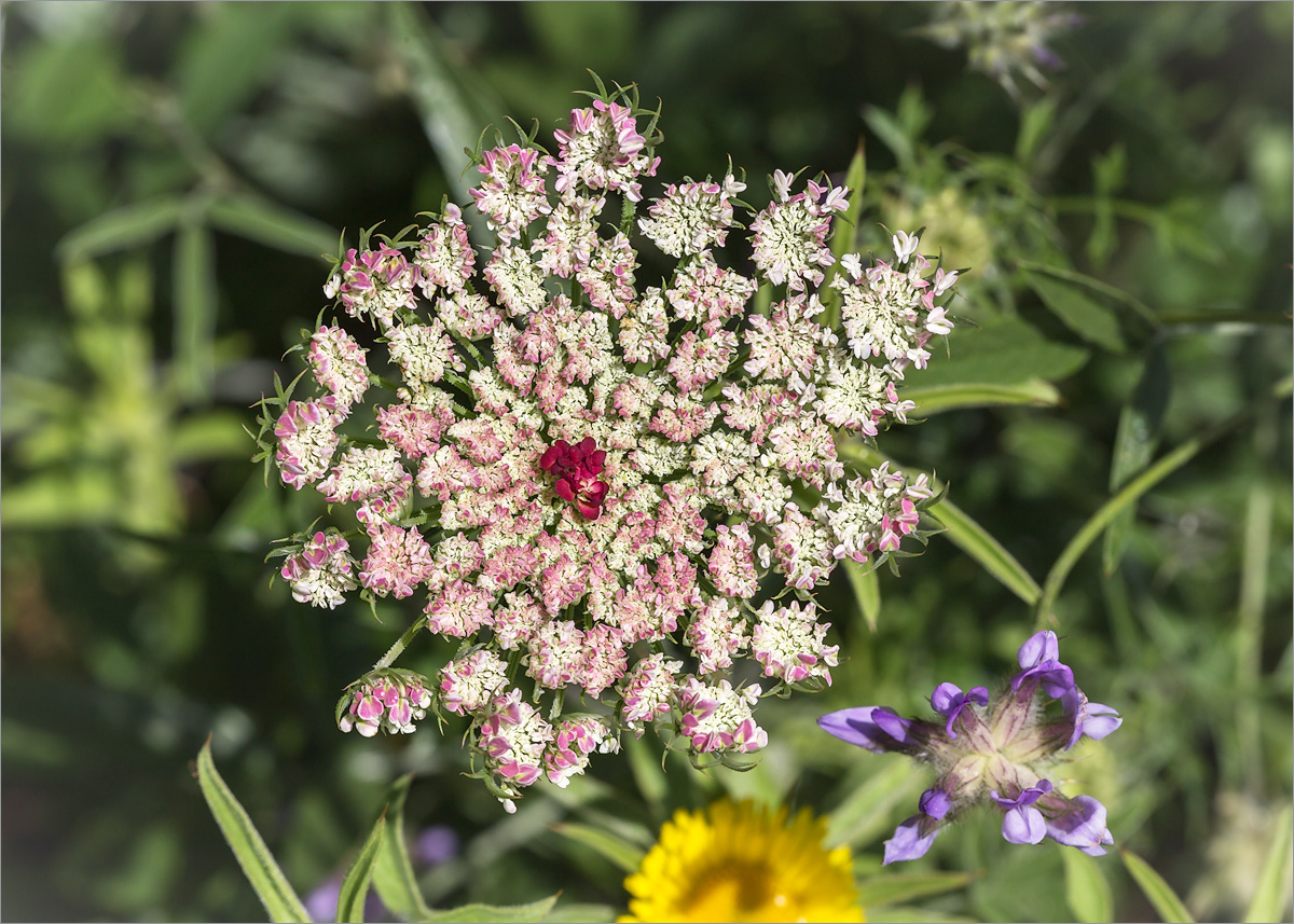 Image of Daucus carota specimen.