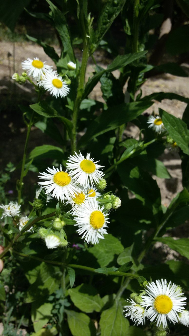 Image of genus Phalacroloma specimen.