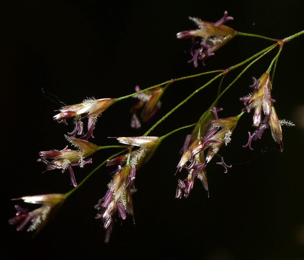 Image of Deschampsia cespitosa specimen.