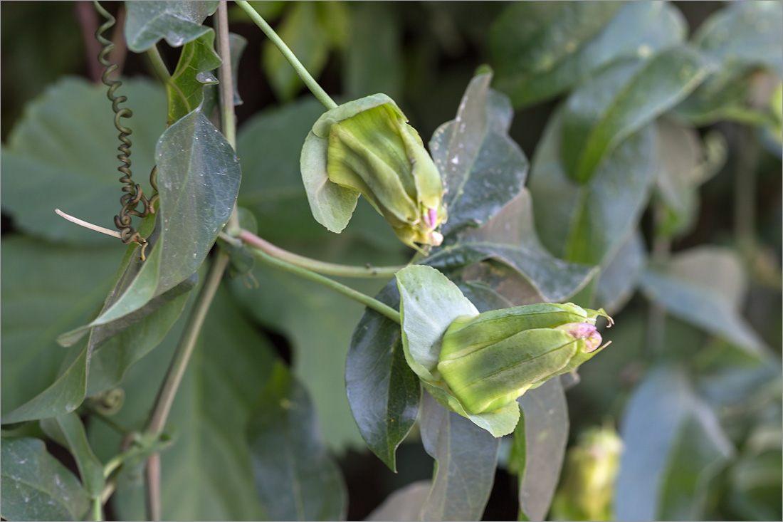 Изображение особи Passiflora caerulea.