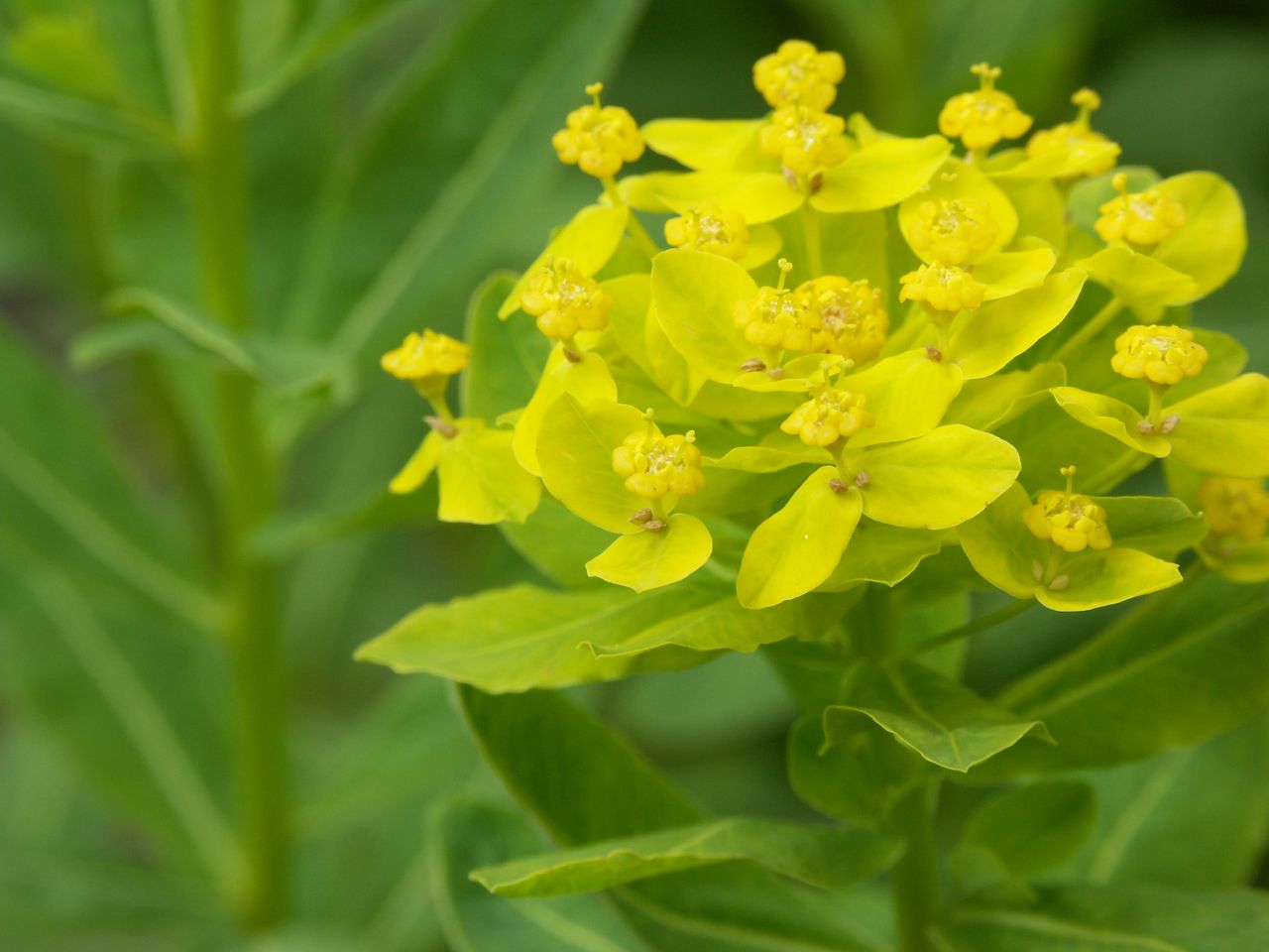 Изображение особи Euphorbia eugeniae.