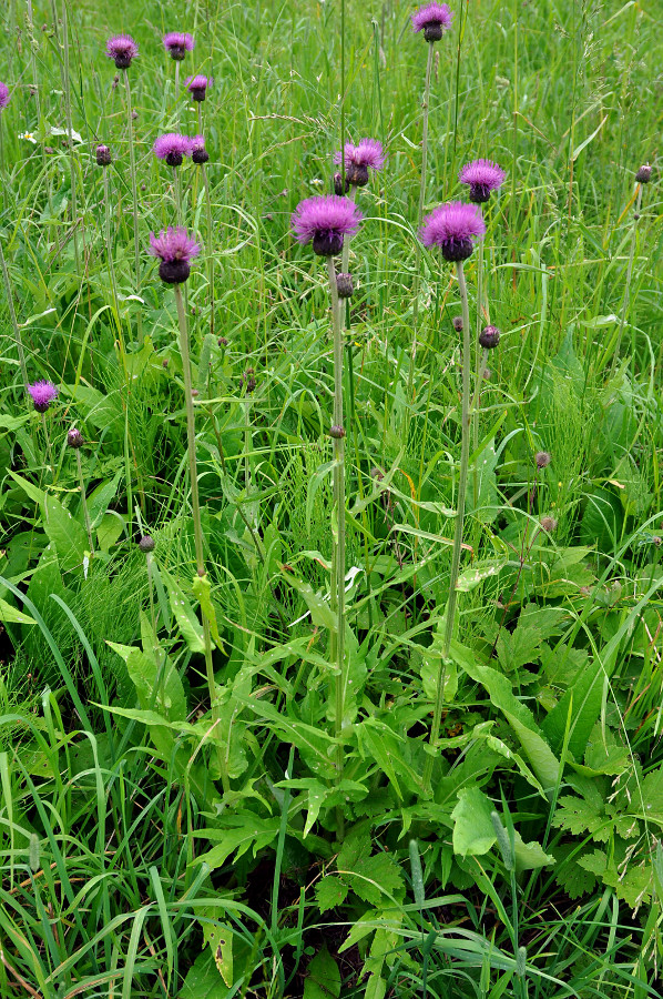 Image of Cirsium heterophyllum specimen.