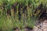 Juncus inflexus