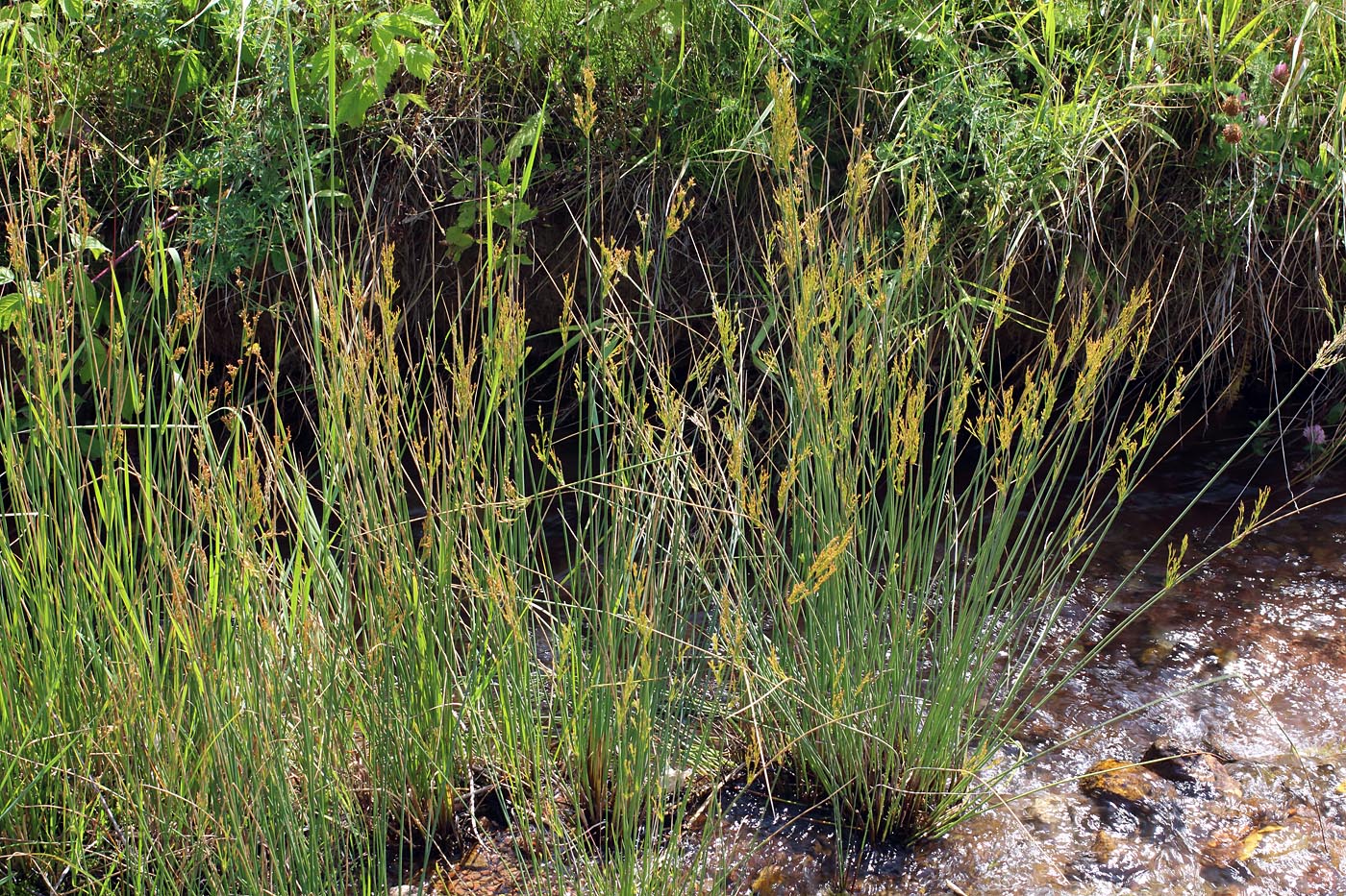 Image of Juncus inflexus specimen.