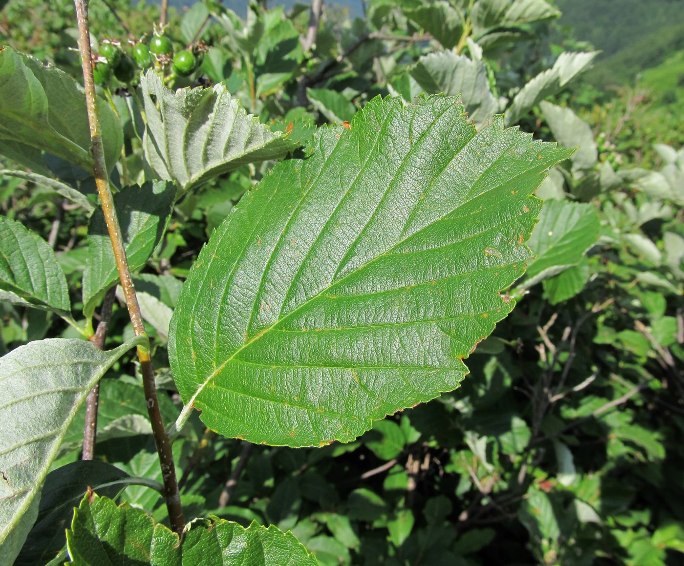 Image of genus Sorbus specimen.