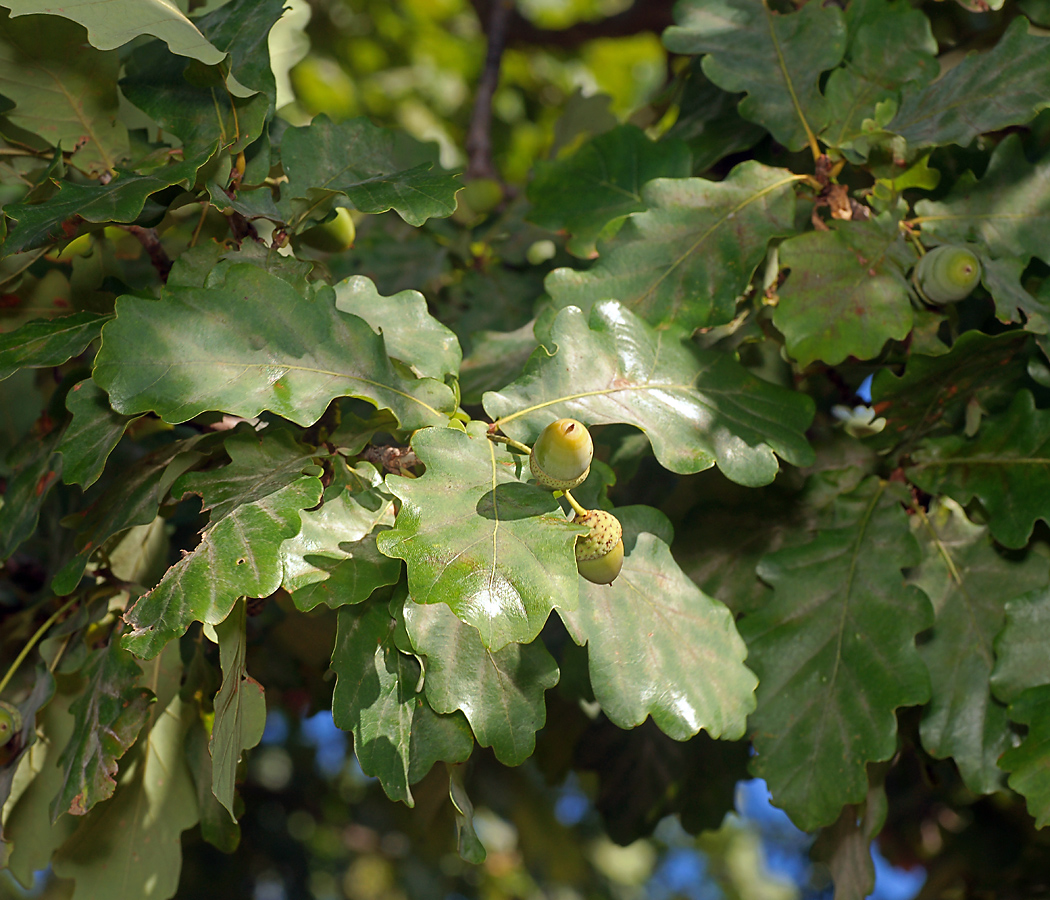 Image of Quercus robur specimen.