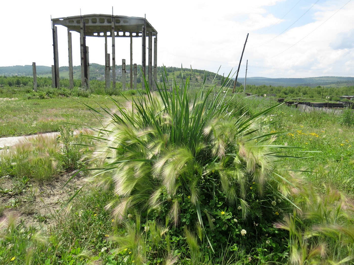 Image of Hordeum jubatum specimen.