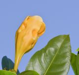 Solandra maxima