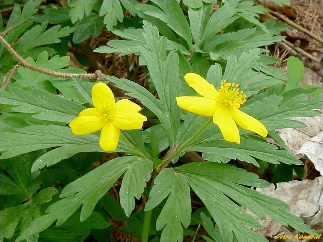 Изображение особи Anemone ranunculoides.