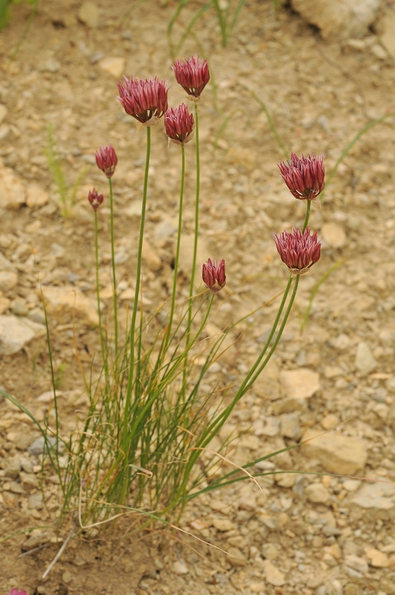 Изображение особи Allium inconspicuum.