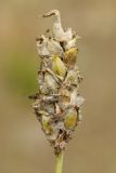 Astragalus schrenkianus