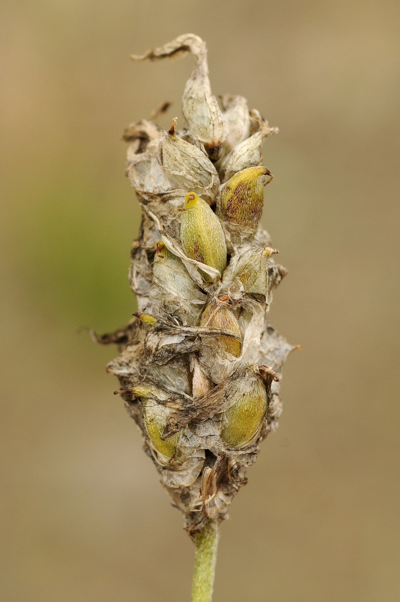 Изображение особи Astragalus schrenkianus.